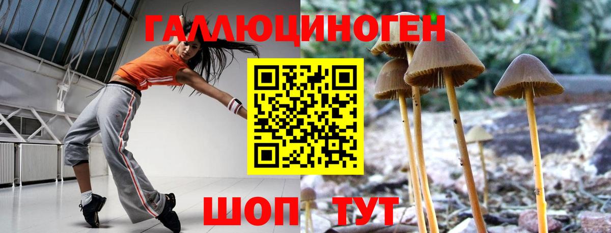 Галлюциногенные грибы Psilocybe Назрань